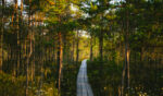 forest_walk